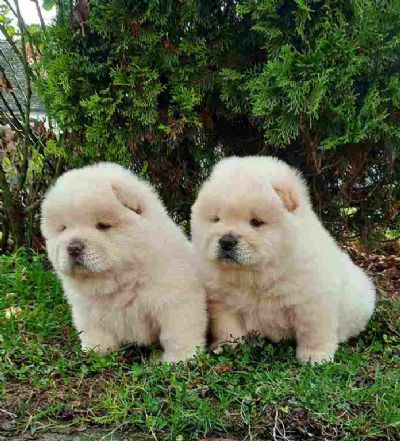 oglasi, Chow Chow cau cau